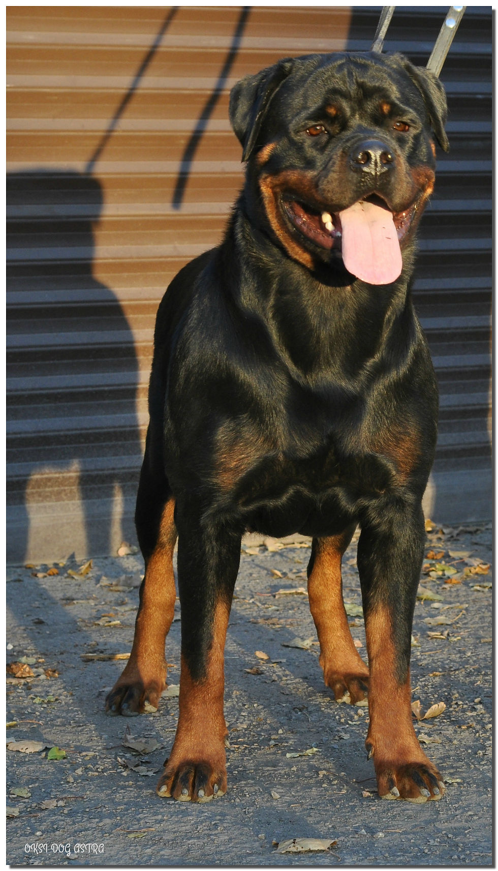 OKSI DOG ASTRA (16 months)
