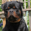 Миниатюра: OKSI DOG ARGUS