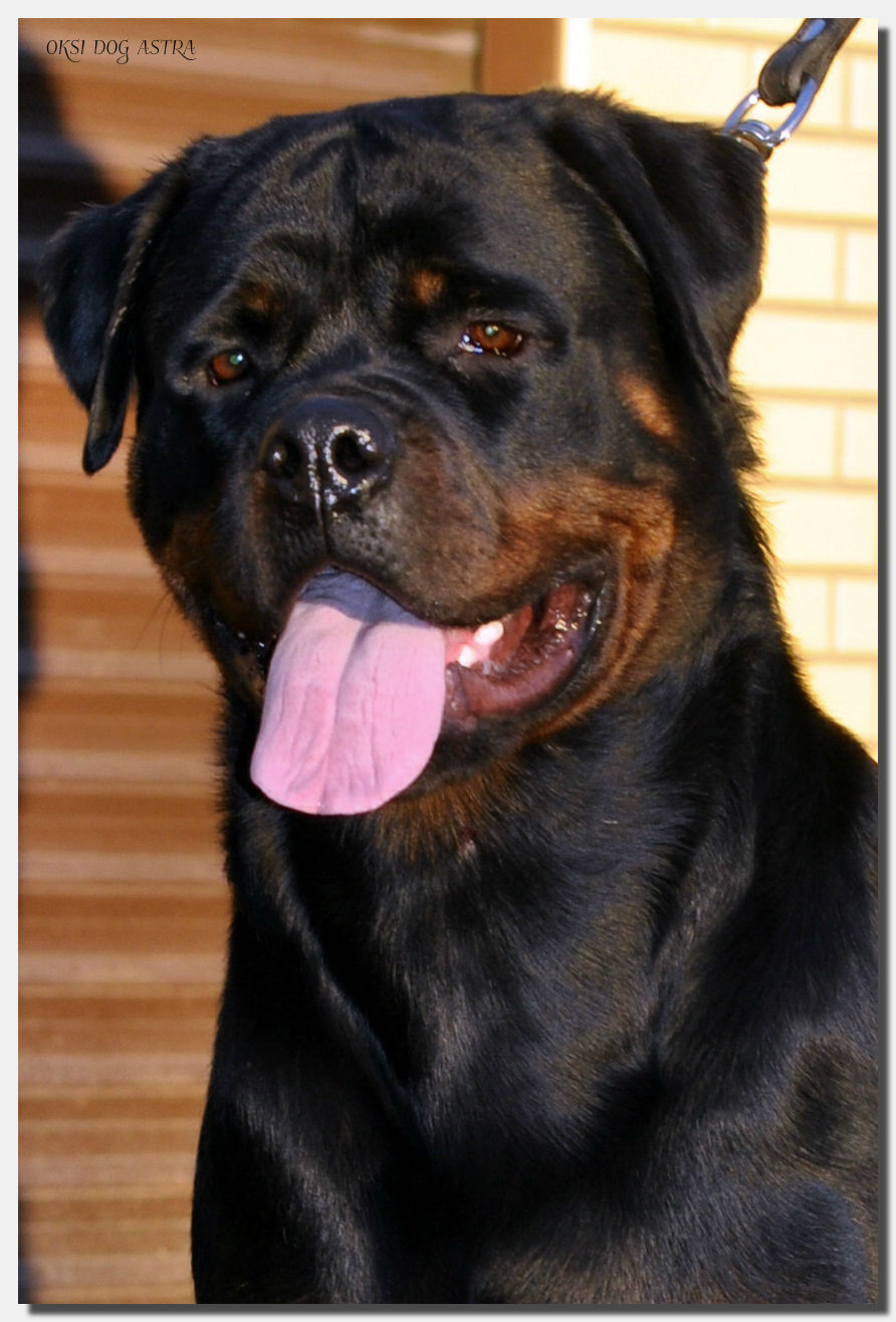 OKSI DOG ASRTA (16 months)