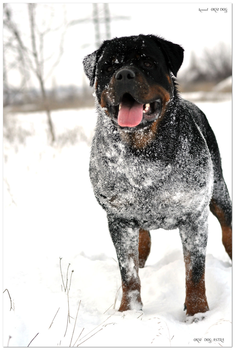 OKSI DOG ASTRA (20 months)