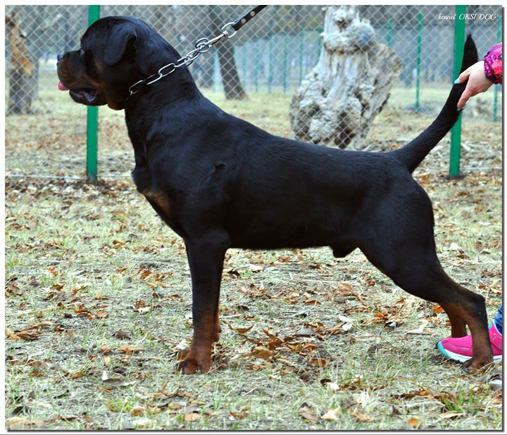 Great news!_14.11.2015 Stars fall exhibition champion RKF, Rostov-on-Don, judge Khomasuridze R