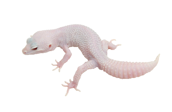 gecko.gif