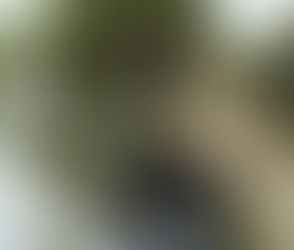 【徐振輔生態專欄】榴槤成熟小心頭