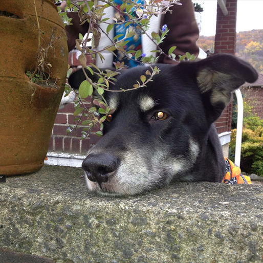 20 challenges facing animal rescues