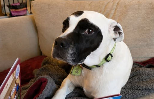 New book creates awareness around communicating with pets for family success