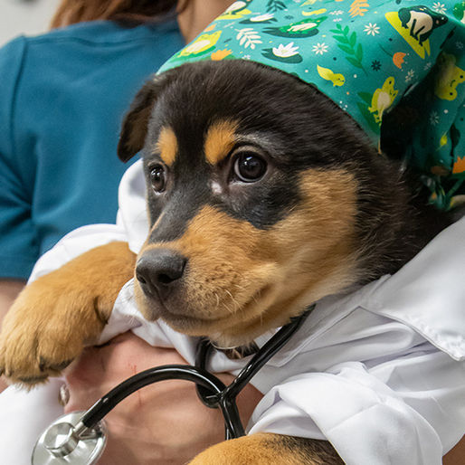 Doctor Doggy