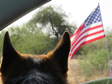 5 Freedoms in animal welfare