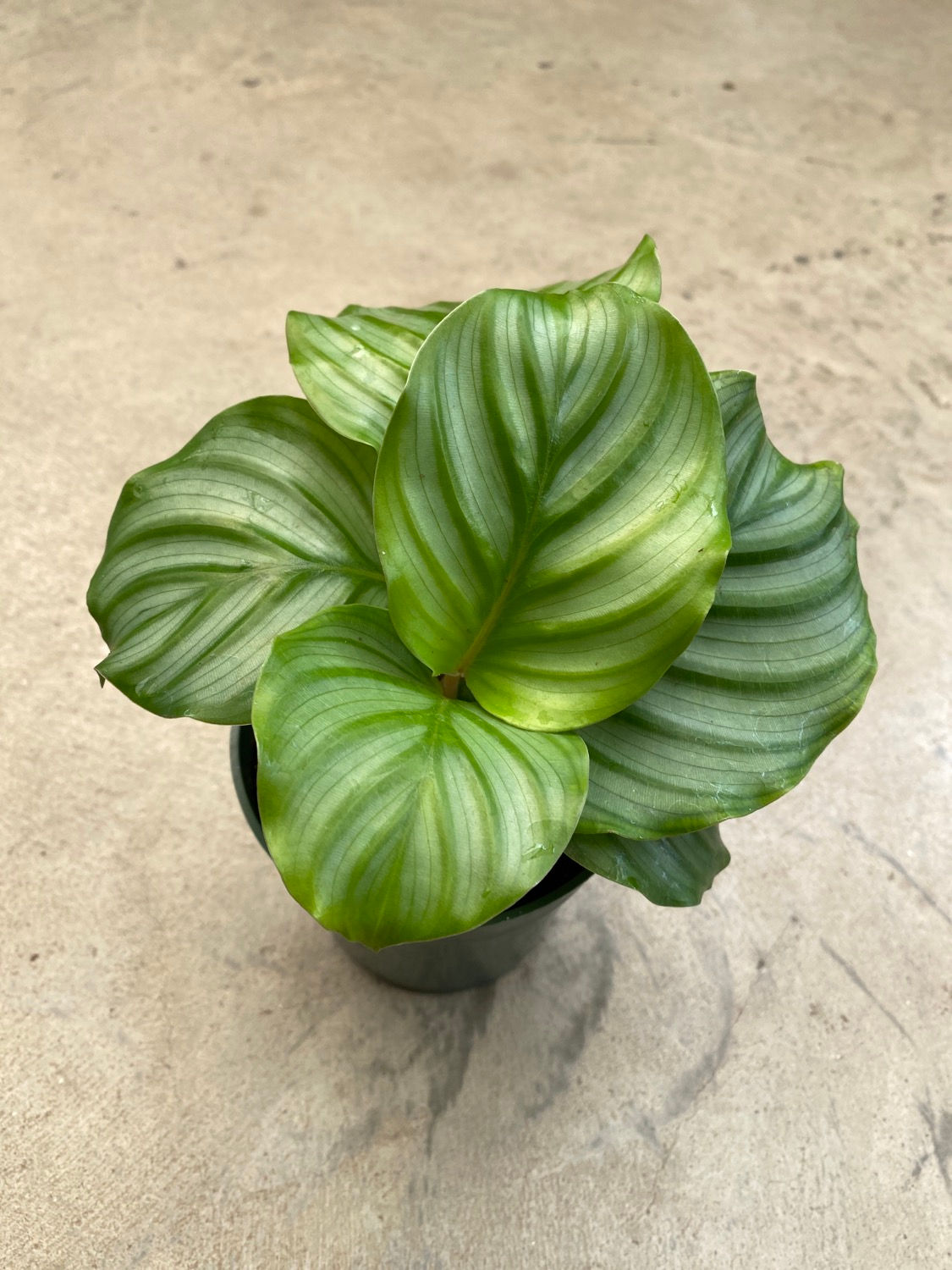 Calathea - Orbifolia 4”