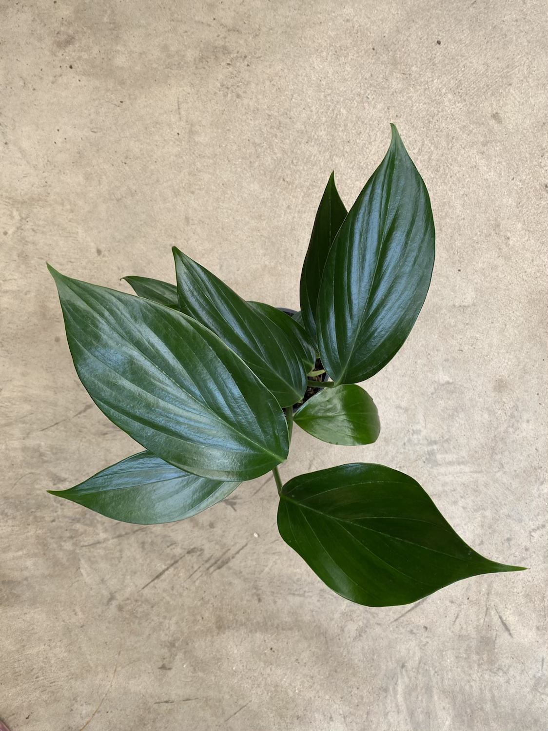 Rhapidophora - Dragon Tail 4”