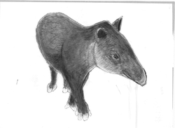 05tapir-1.png