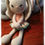 Miniatura: Coneja Lena