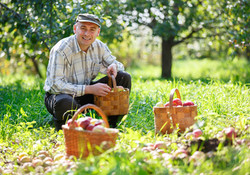 Italy - Apples Bank