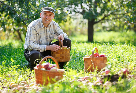 Man Harvesting Apples