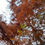 Thumbnail: Woodland Emberfall
