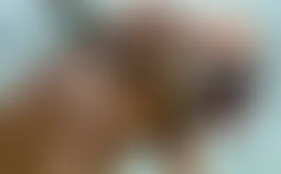 Acciones legales frente al ataque de un canino