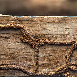 Is-That-Termite-Damage.jpg