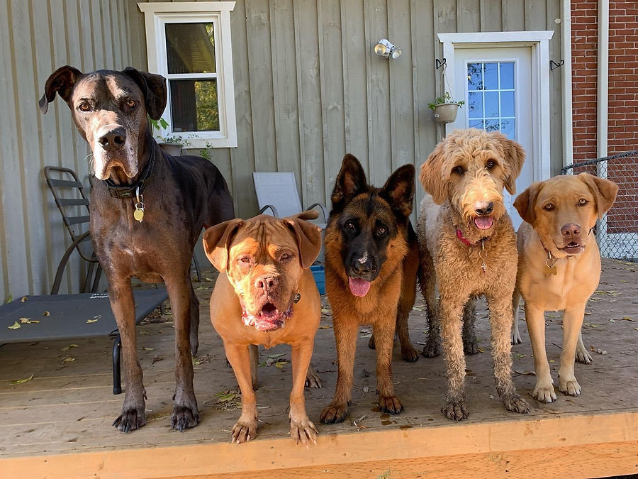 dogs on porch.JPG