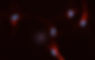 RG 3 Gentics and stem cell.jpg