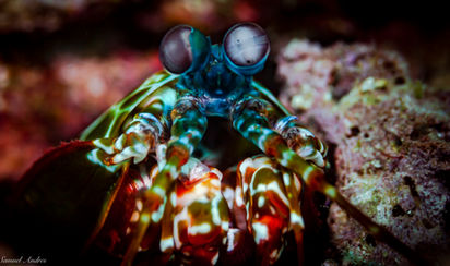 Mantis Shrimp Peacock2.jpg