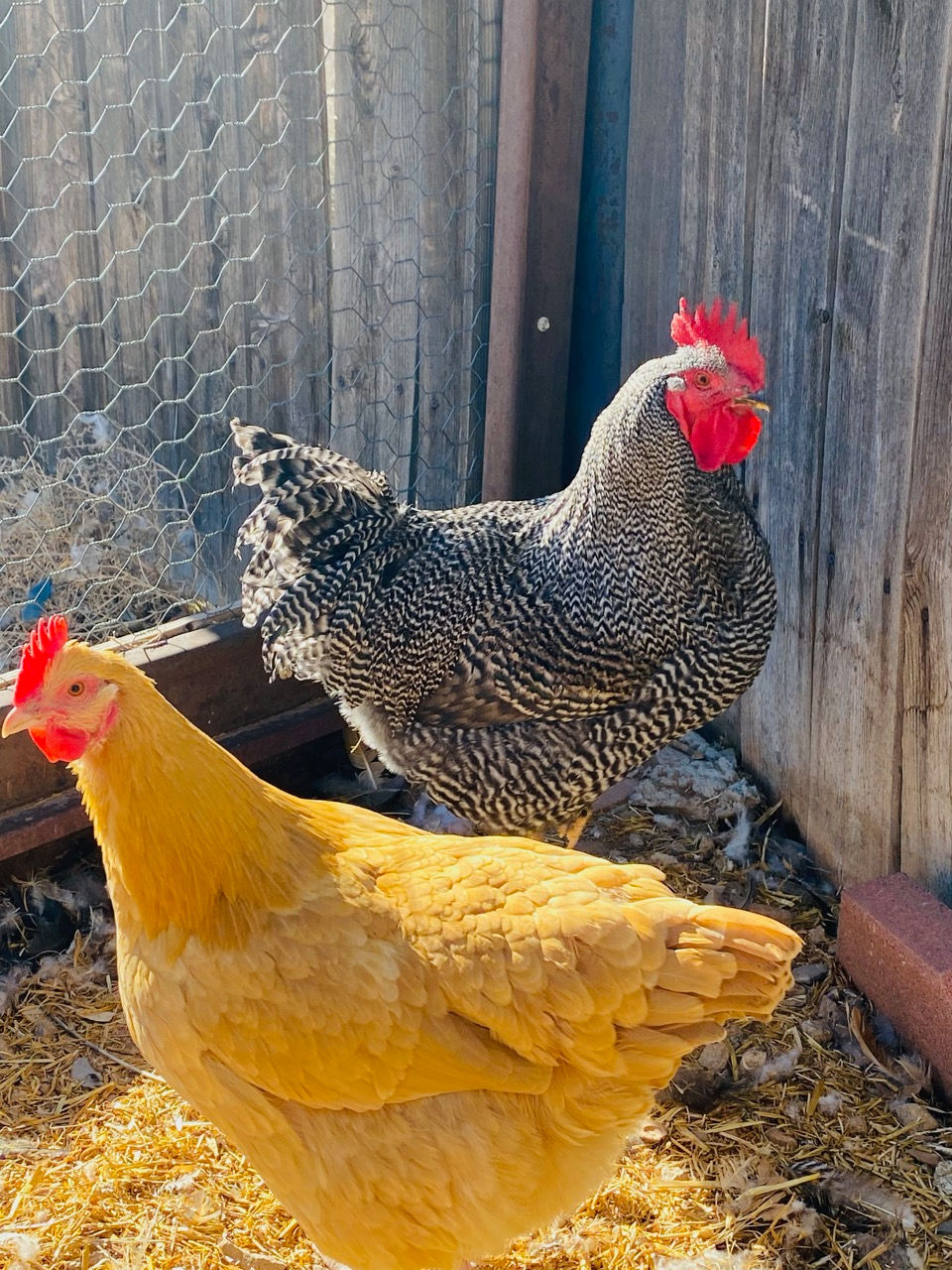 Fresh Eggs!