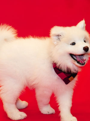 Puppy Love