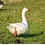 Thumbnail: CORNISH FREE RANGE GOOSE