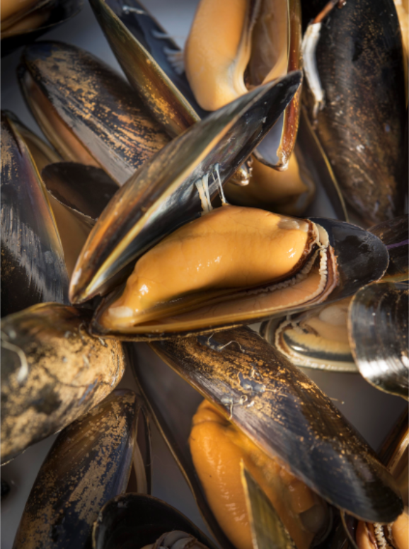 FROZEN MUSSELS IN SHELL 1KG Online Shop CFG