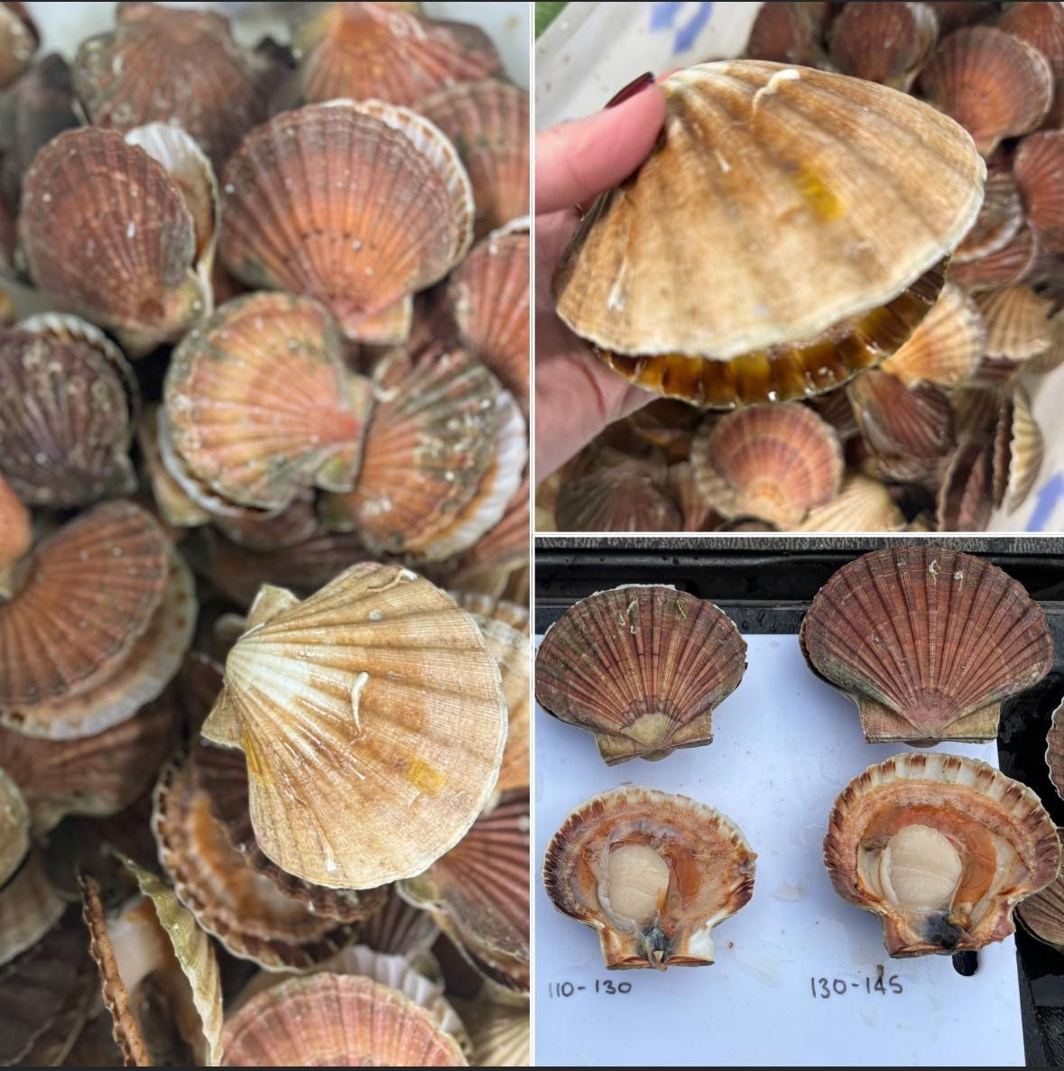 CORNISH DISCO CAUGHT SCALLOPS