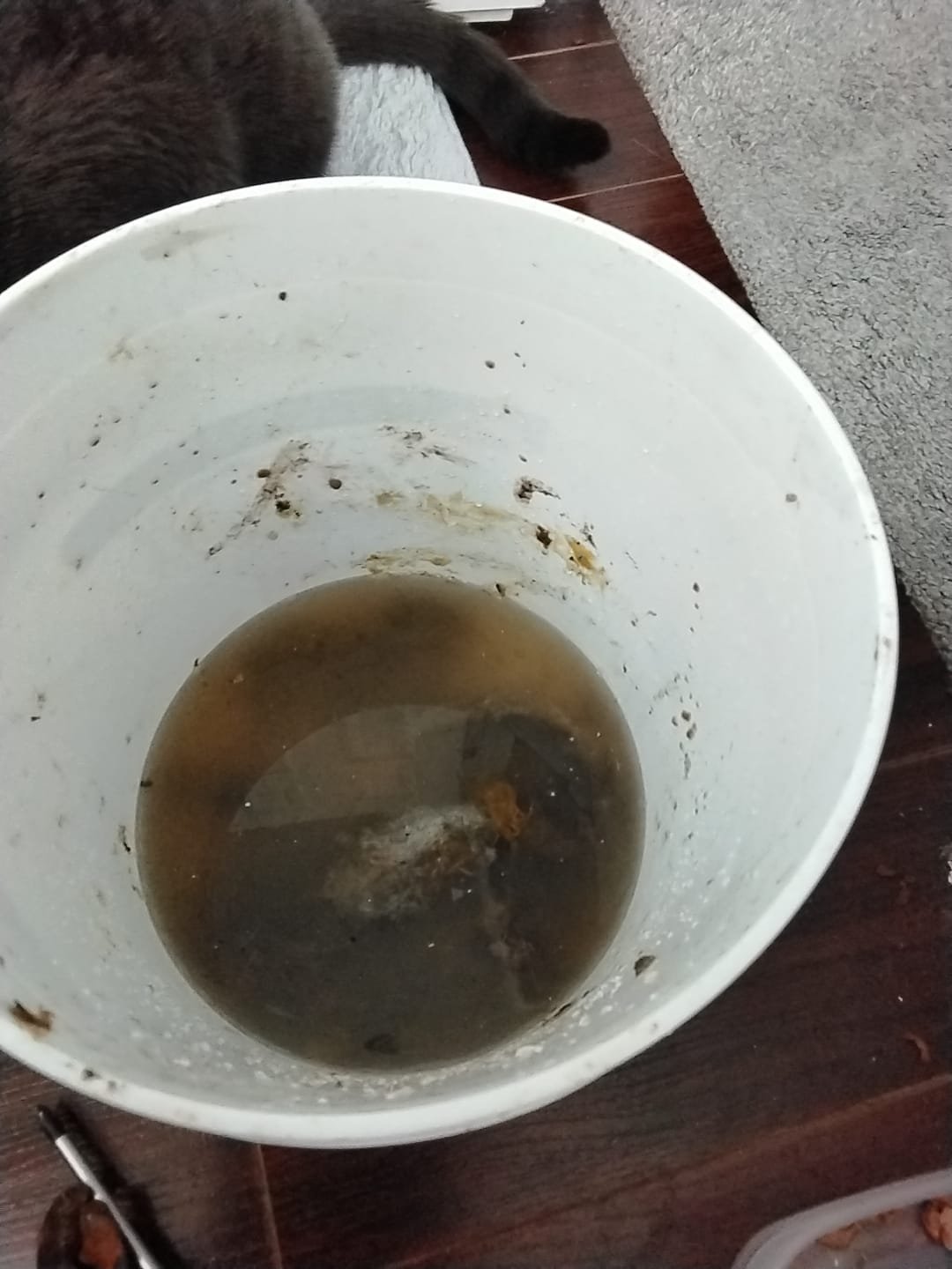 Close-up of backflow valve testing equipment, essential for sewage line maintenance and preventing contamination during sewage cleaning. Ensuring proper function safeguards water quality and efficient waste management.