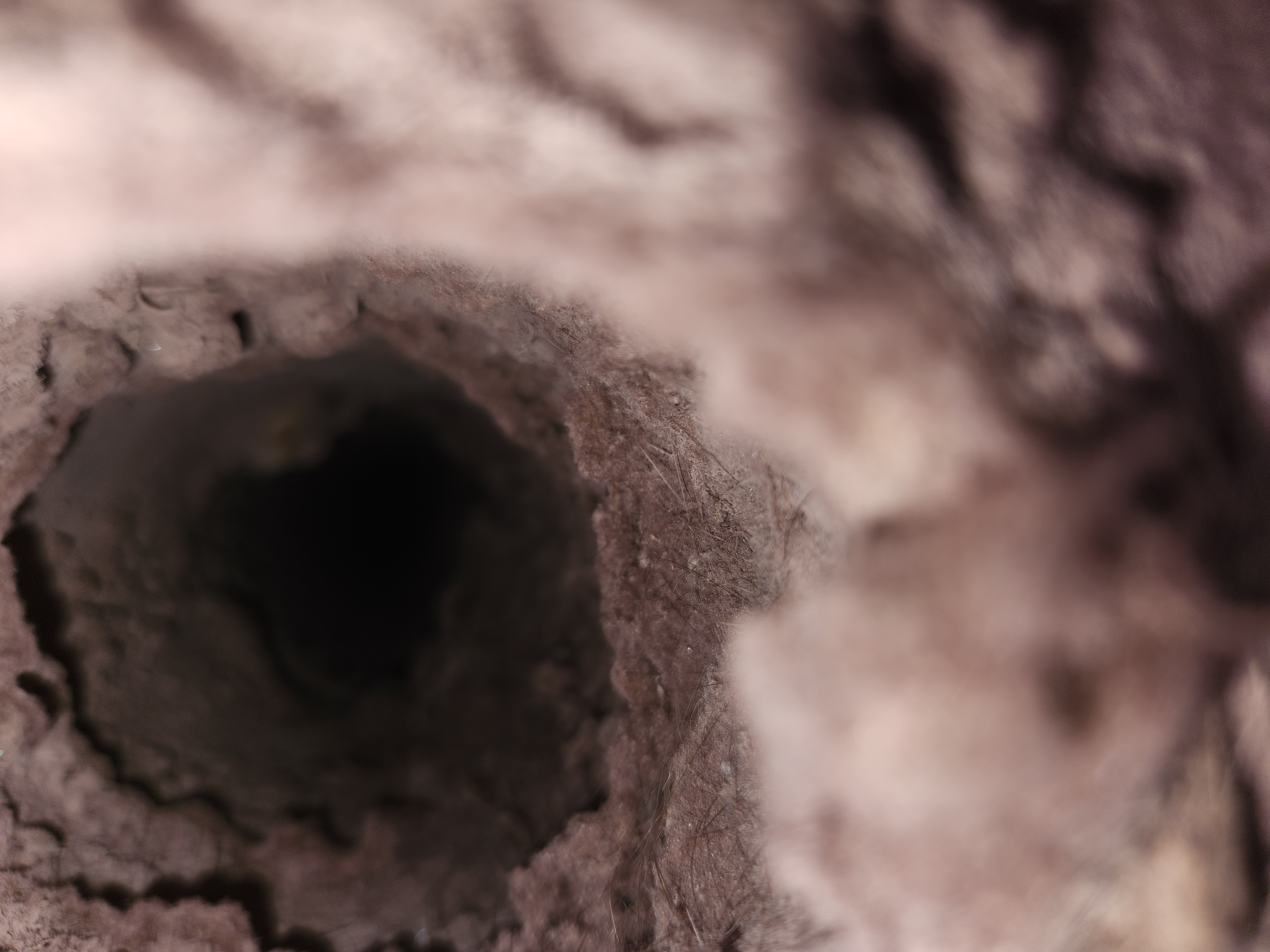 Home steam cleaning services for move-in/move-out deep cleans and post-disaster restoration, ensuring a fresh, sanitary, and damage-free environment.