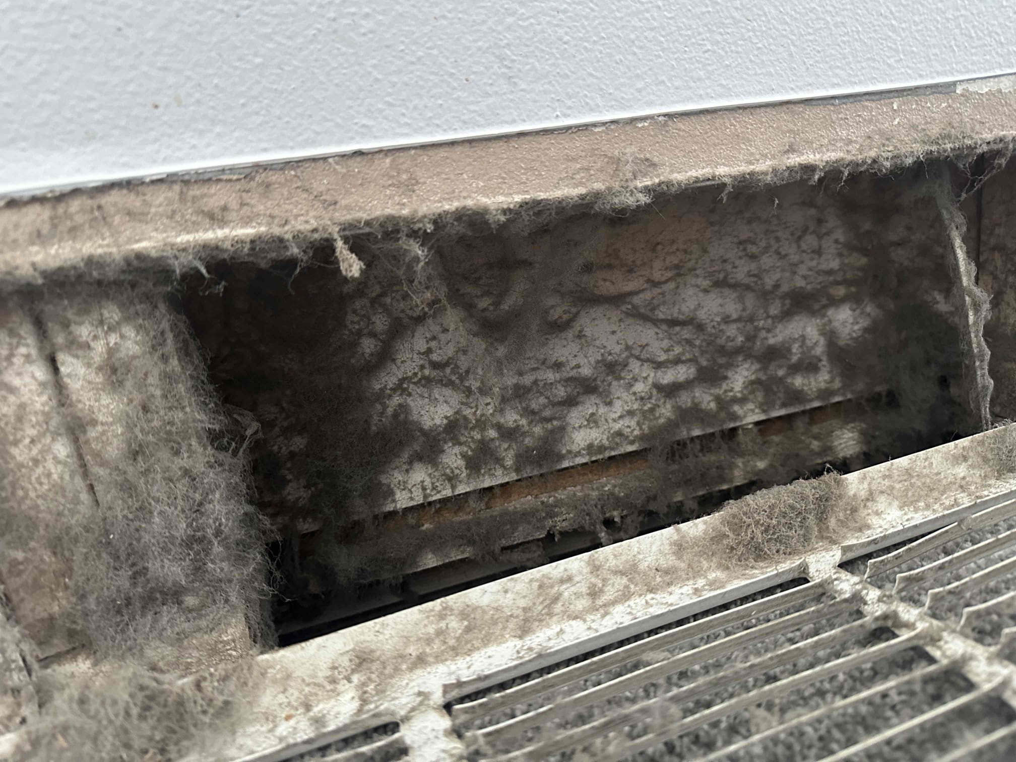 Professional mold removal services in San Diego, addressing toxic mold concerns. Similar services are available in Rockville, ensuring safe and effective mold remediation for homes and businesses.
