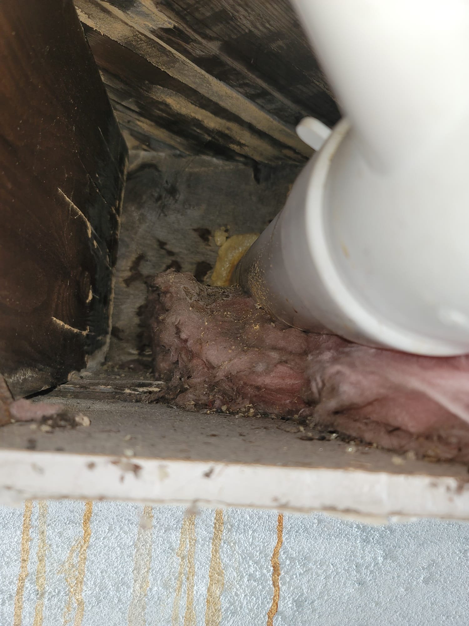 Image depicting attic mold damage restoration, highlighting the importance of insured mold damage repair. Shows professionals addressing mold growth, emphasizing a safe and effective restoration process.