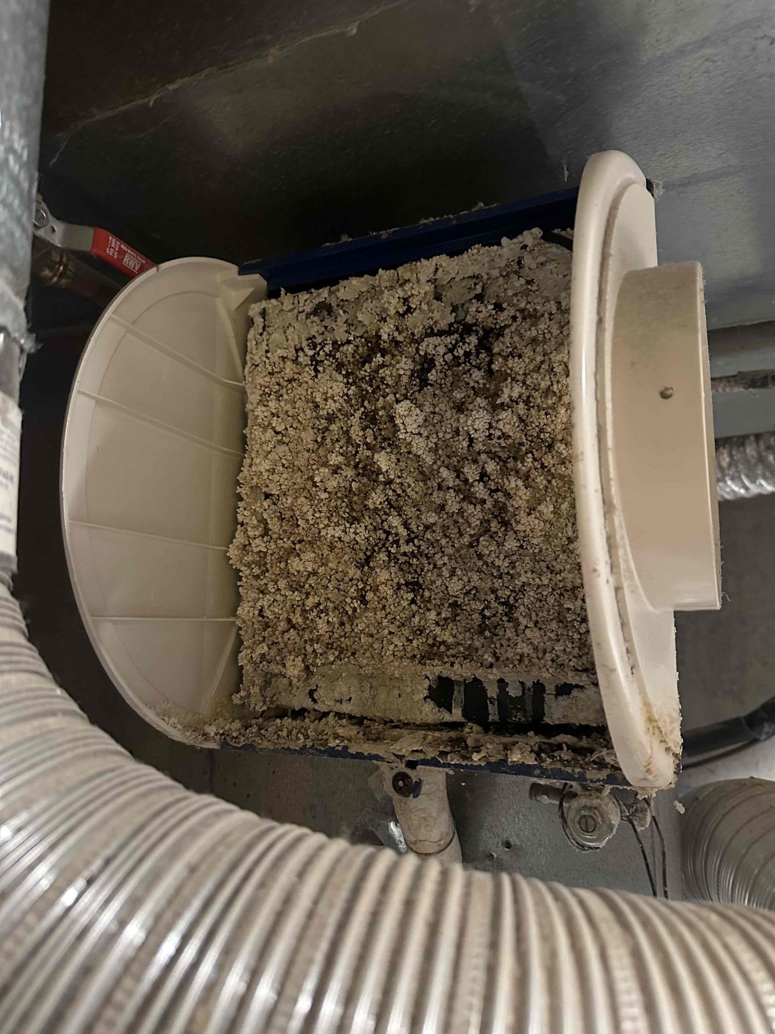 Image depicting residential mold recovery. Search 'residential mold recovery near me' for emergency services. Consider a HEPA air purifier, the 'best HEPA air purifier for mold', to improve air quality during and after mold remediation.