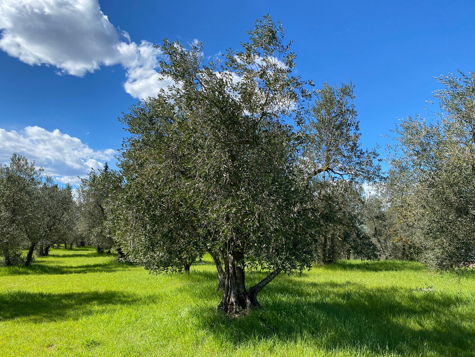 Olivo cultivar Leccio del Corno