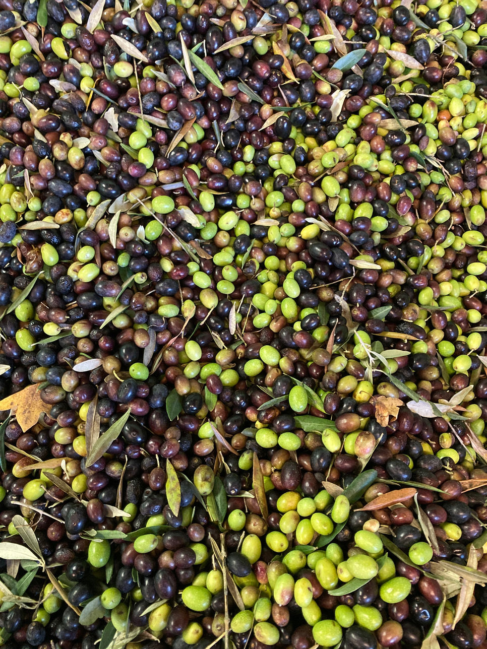 Olive dopo la Raccolta