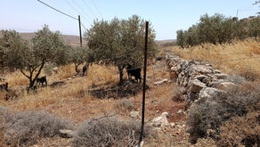 מטע זיתים ועזים