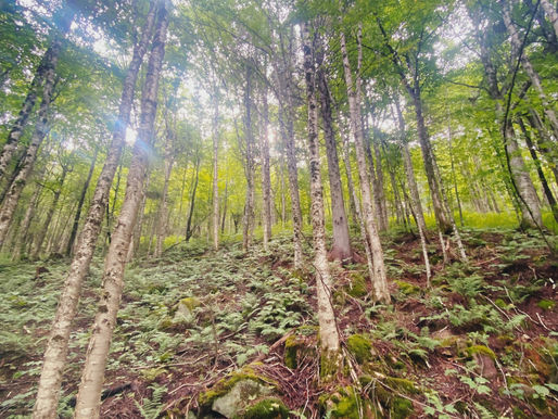 L’Escarpement | La Vallée de la Jacques-Cartier