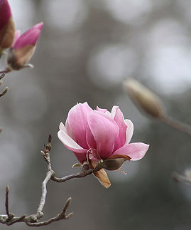 Kenneth Blake_Daylight