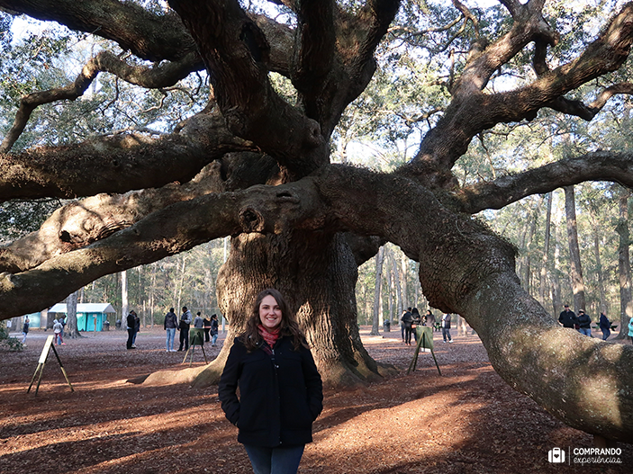 Árvore Carvalho Anjo, Charleston, Carolina do Sul