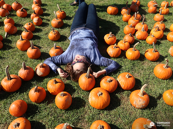 Picking Pumpkins (colhendo abóboras)