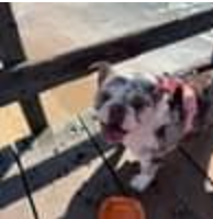 bulldog on bridge