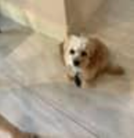 Small white dog