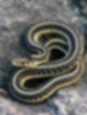 Mexican Gartersnake.jpg