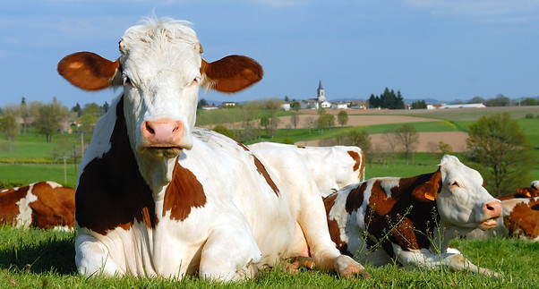 Photo de vaches dans un pré