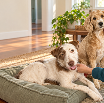Why Hiring a Professional Pet Sitter is the Ultimate Upgrade for Your Vacation