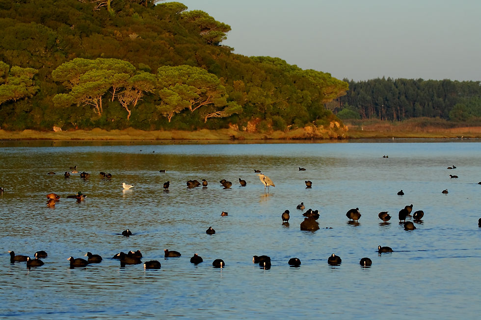 Galeirões_na_Lagoa_de_Óbidos