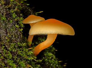 21 Mycena galericulata ( ).JPG