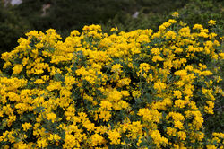 Pascoinhas, Coronilla glauca