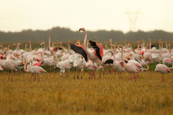 Flamingo