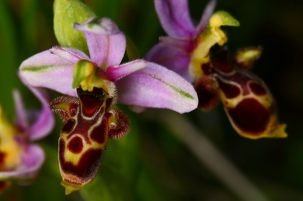 Ophrys scolopax